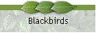 Blackbirds