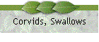 Corvids, Swallows