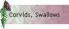Corvids, Swallows
