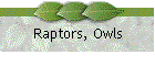 Raptors, Owls
