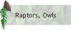 Raptors, Owls