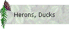 Herons, Ducks