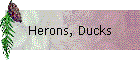 Herons, Ducks